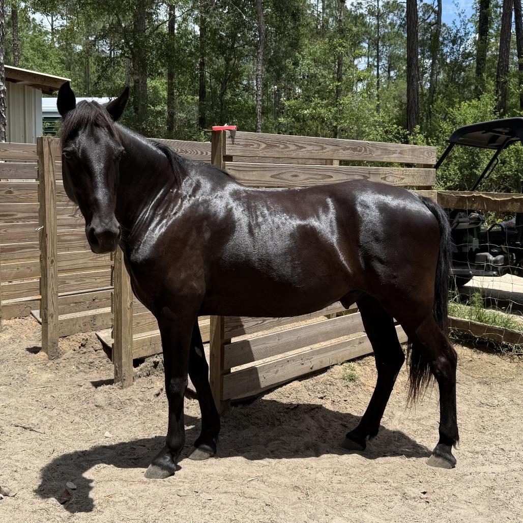 Enlarge Loosa, a Adoptable Tennessee Walker in Freeport, FL image 4/4