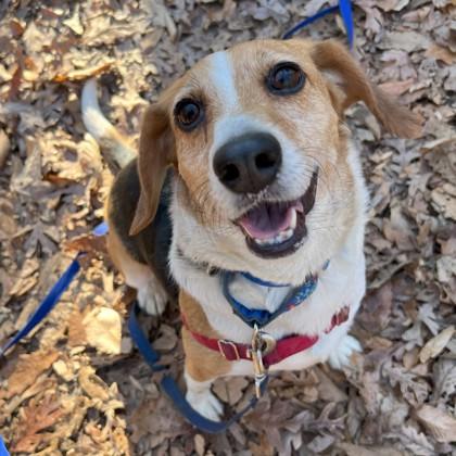 Popsicle, Adoptable, Adult Female Beagle & Mixed Breed.
