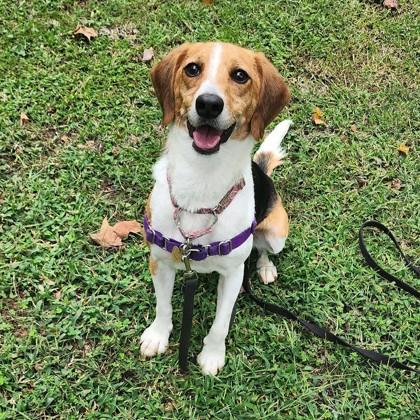 Popsicle, Adoptable, Adult Female Beagle & Mixed Breed.