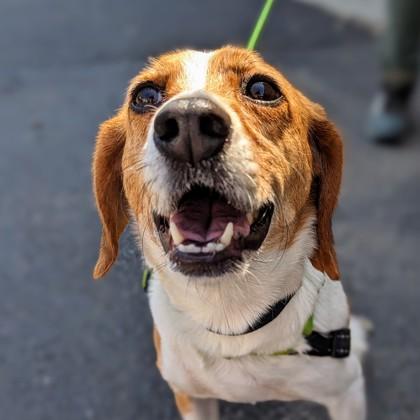 Popsicle, a Adoptable mixed breed in Richmond, VA image 3/3