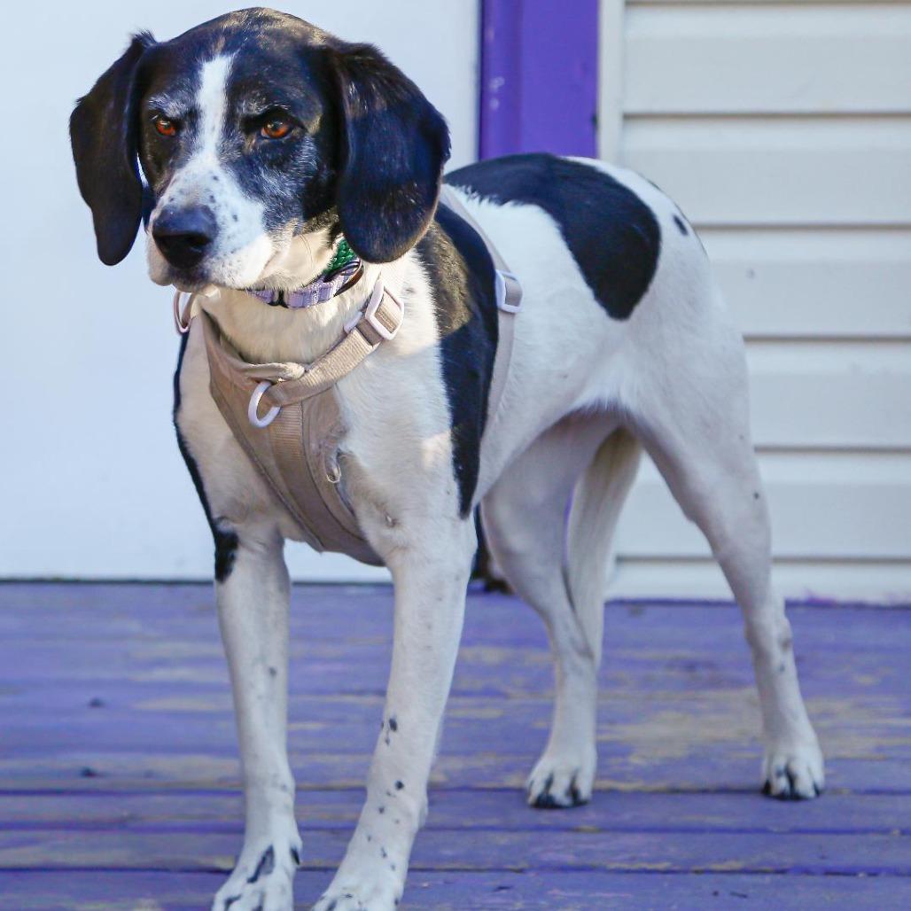 Enlarge Bet (FKA Tuesday), a Adoptable Cattle Dog in North Myrtle Beach, SC image 1/6
