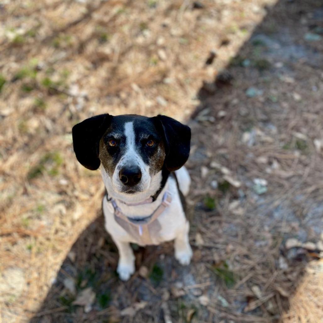 Enlarge Bet (FKA Tuesday), a Adoptable Cattle Dog in North Myrtle Beach, SC image 2/6