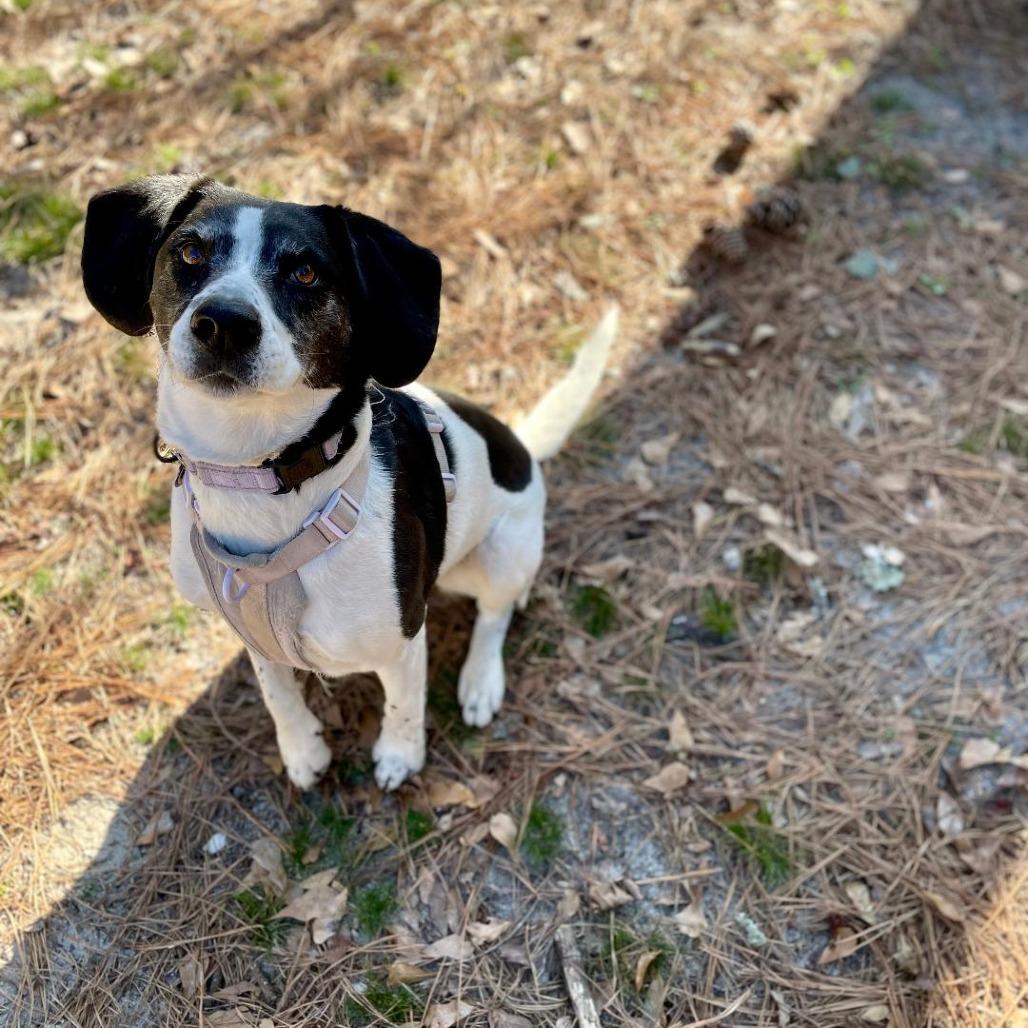 Enlarge Bet (FKA Tuesday), a Adoptable Cattle Dog in North Myrtle Beach, SC image 6/6