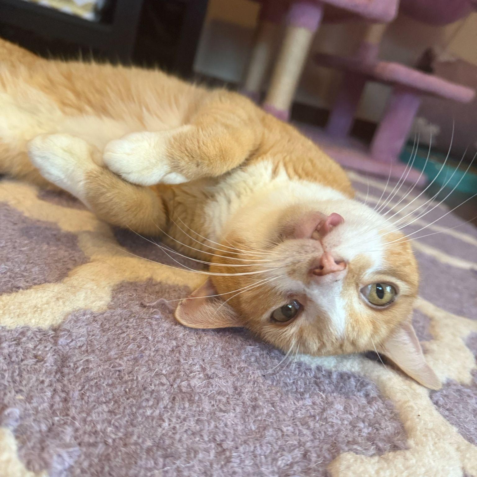 Enlarge Halo, a Adoptable Domestic Short Hair in Astoria, NY image 3/5