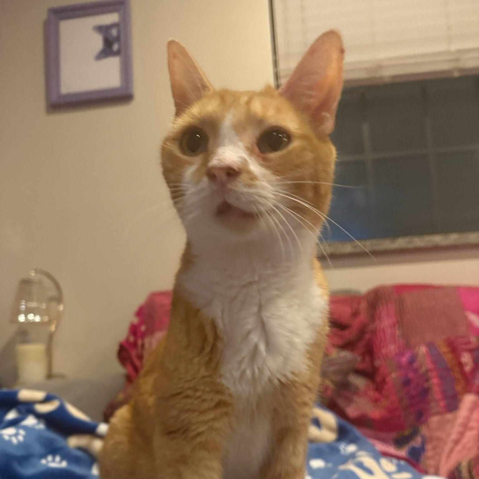 Enlarge Halo, a Adoptable Domestic Short Hair in Astoria, NY image 4/5