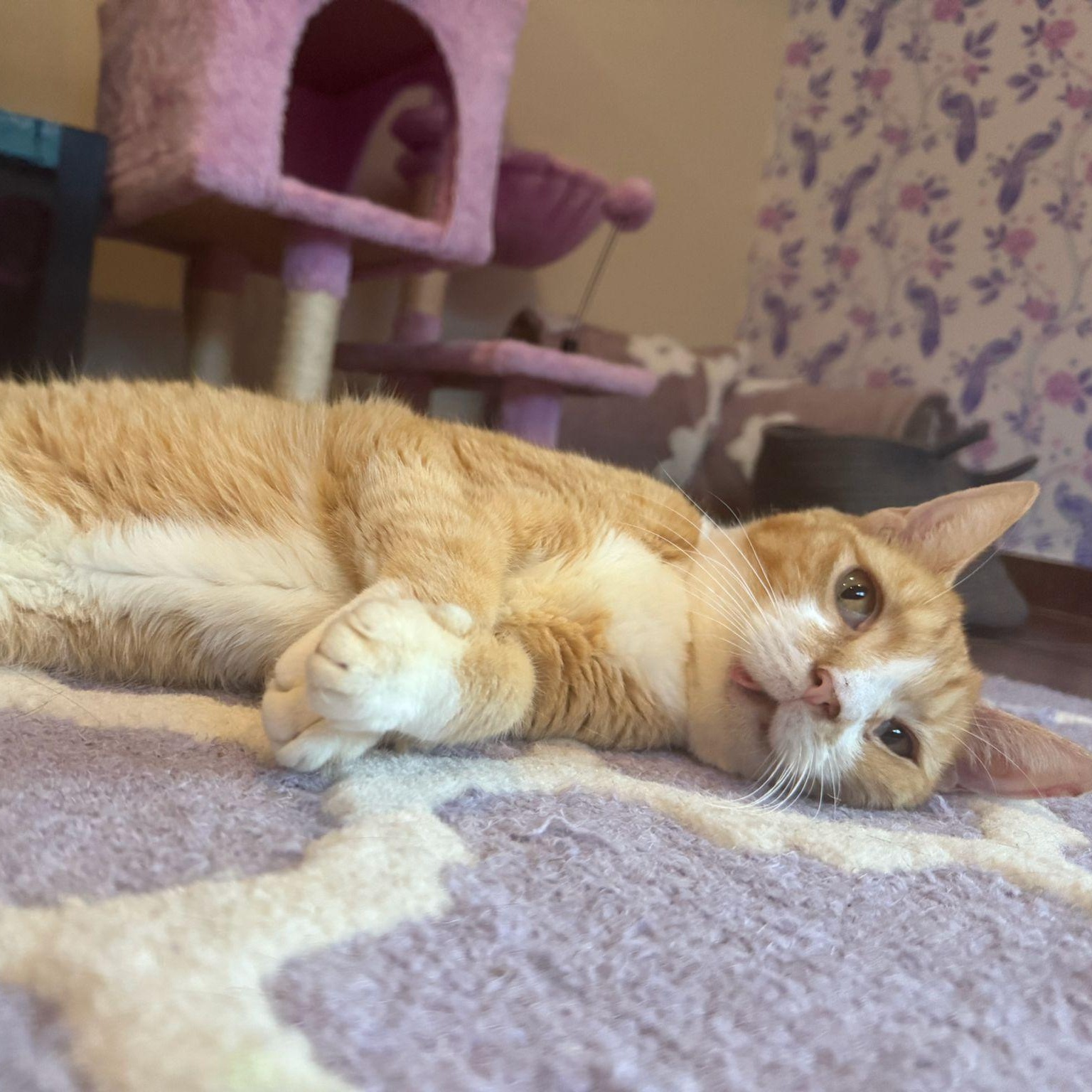 Halo — thumbnail 3