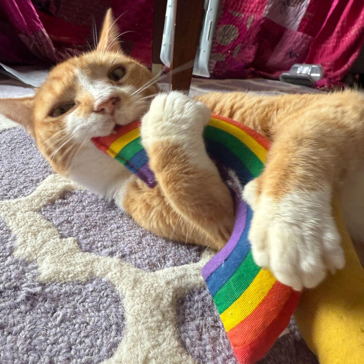 Enlarge Halo, a Adoptable Domestic Short Hair in Astoria, NY image 2/5