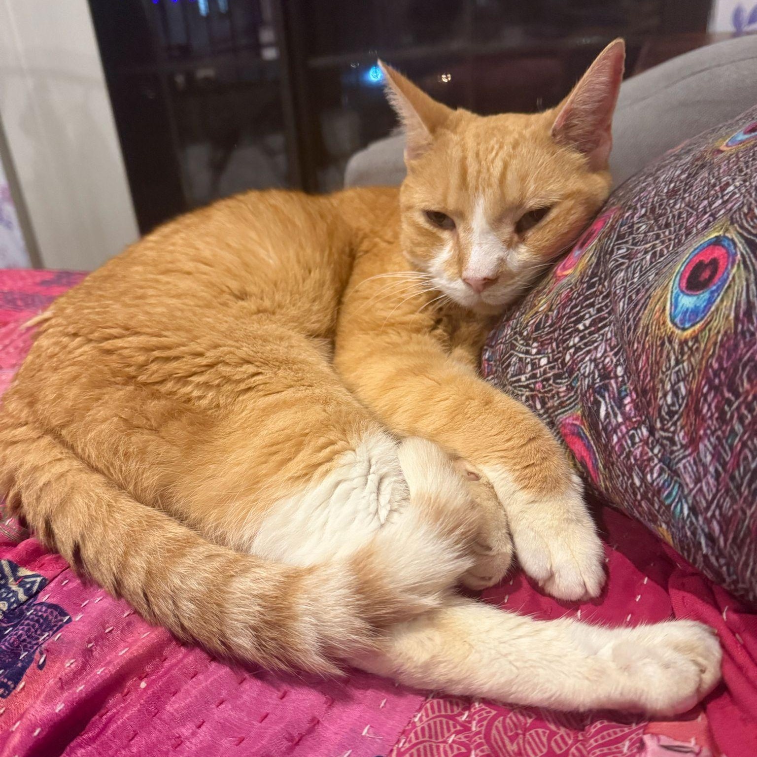 Halo, Adoptable, Adult Male Domestic Short Hair.