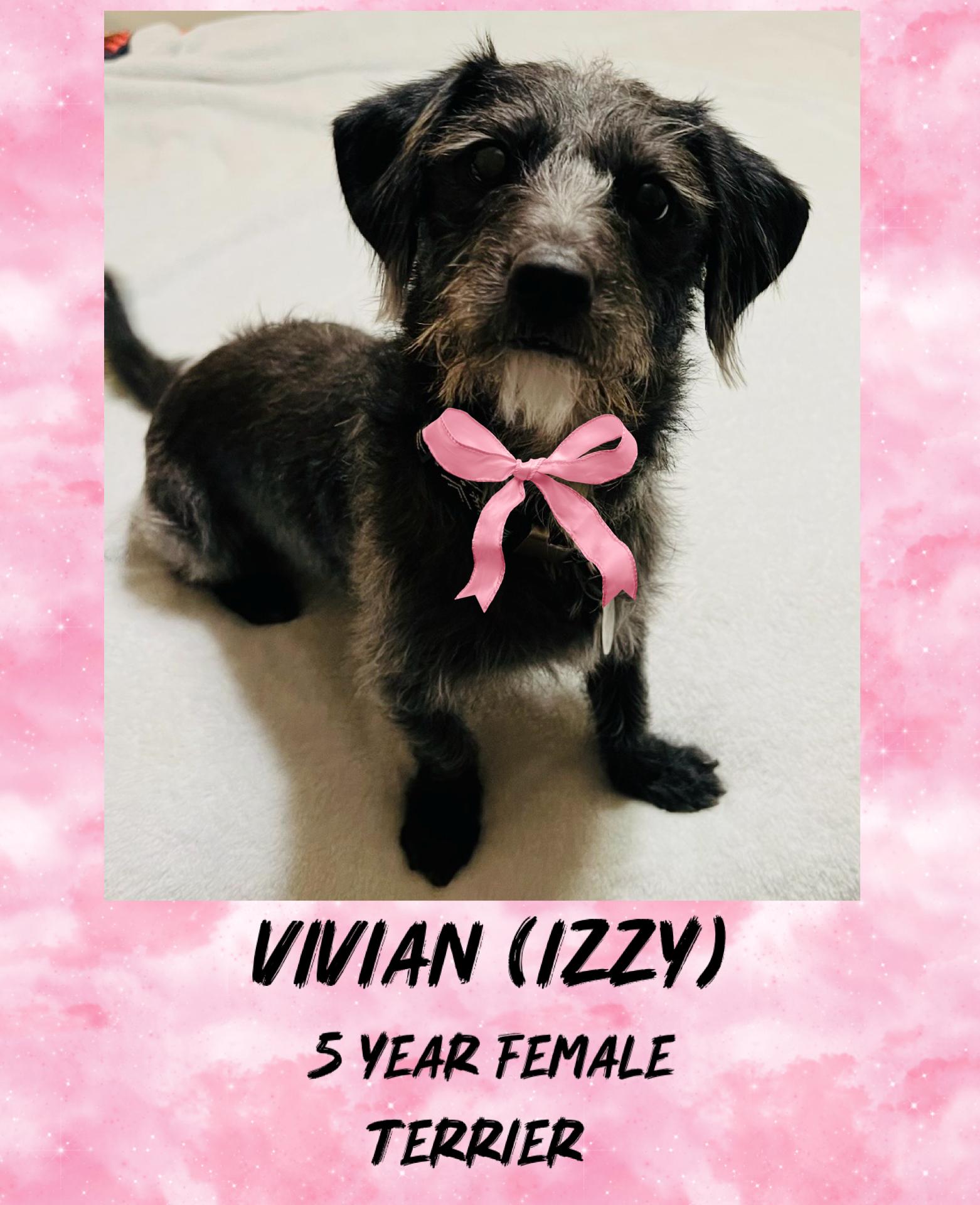 Enlarge VIVIAN– 5 YEAR FEMALE TERRIER @ PETCO, 5011 E. RAY ROAD, PHX 85044 ON SATURDAY, JAN. 17th,  11–2PM, a Adoptable Terrier in Mesa, AZ image 1/2