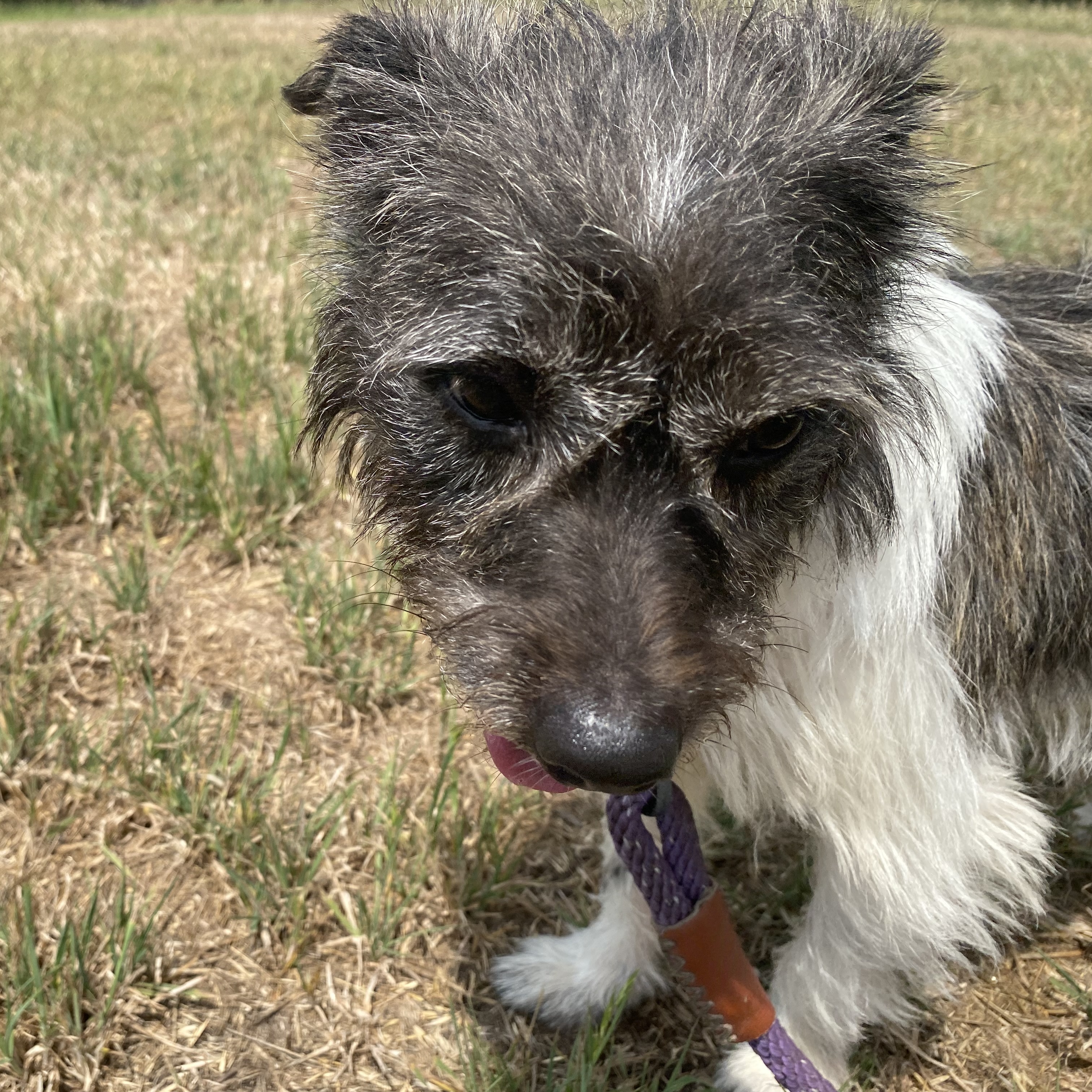 Enlarge Baxter, a Adopted Terrier in Schertz, TX image 1/4
