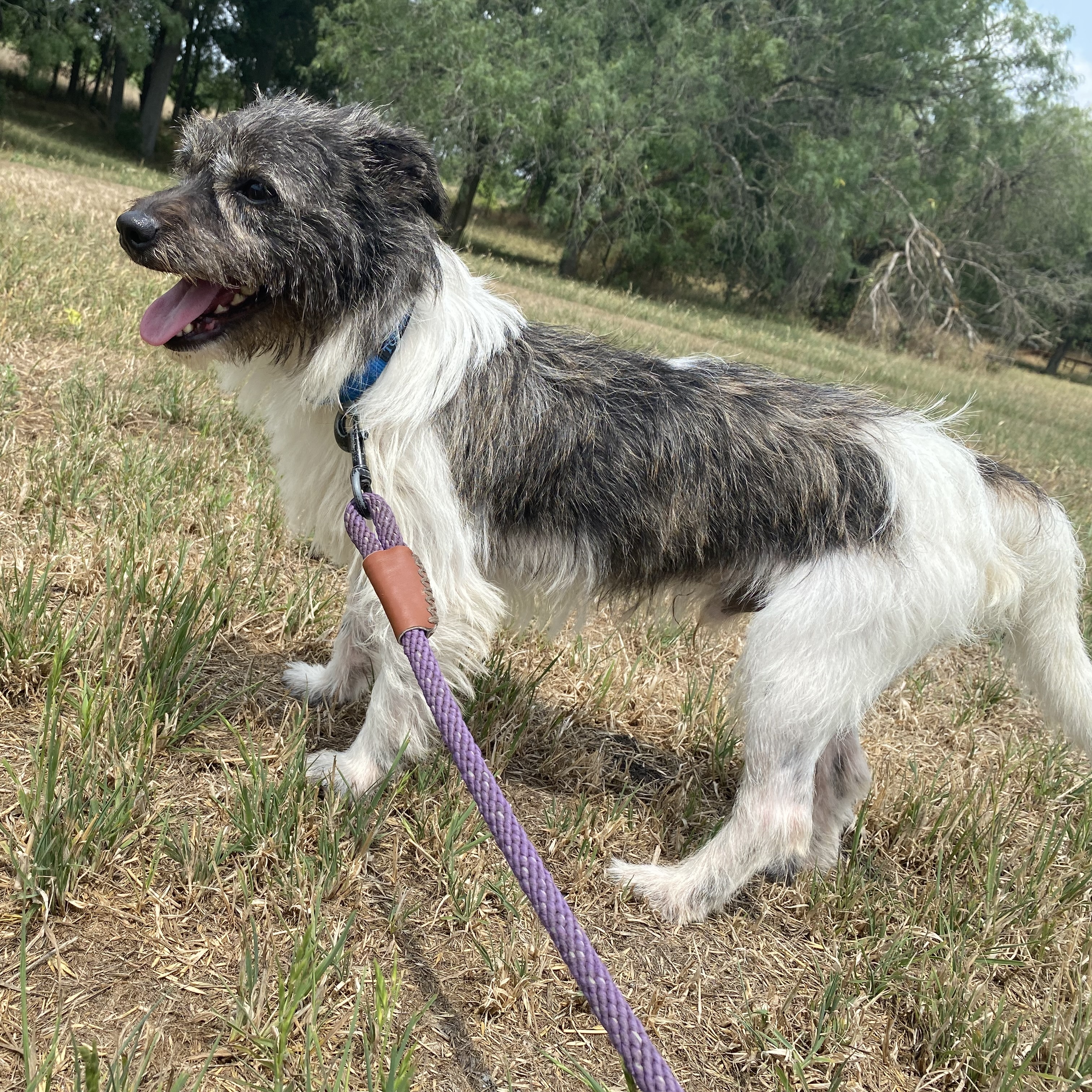 Enlarge Baxter, a Adopted Terrier in Schertz, TX image 4/4