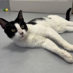 Charming, Adoptable, Adult Male Domestic Short Hair.