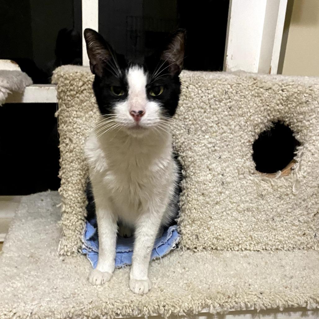 Enlarge Charming, a Adoptable Domestic Short Hair in Boston, MA image 2/2