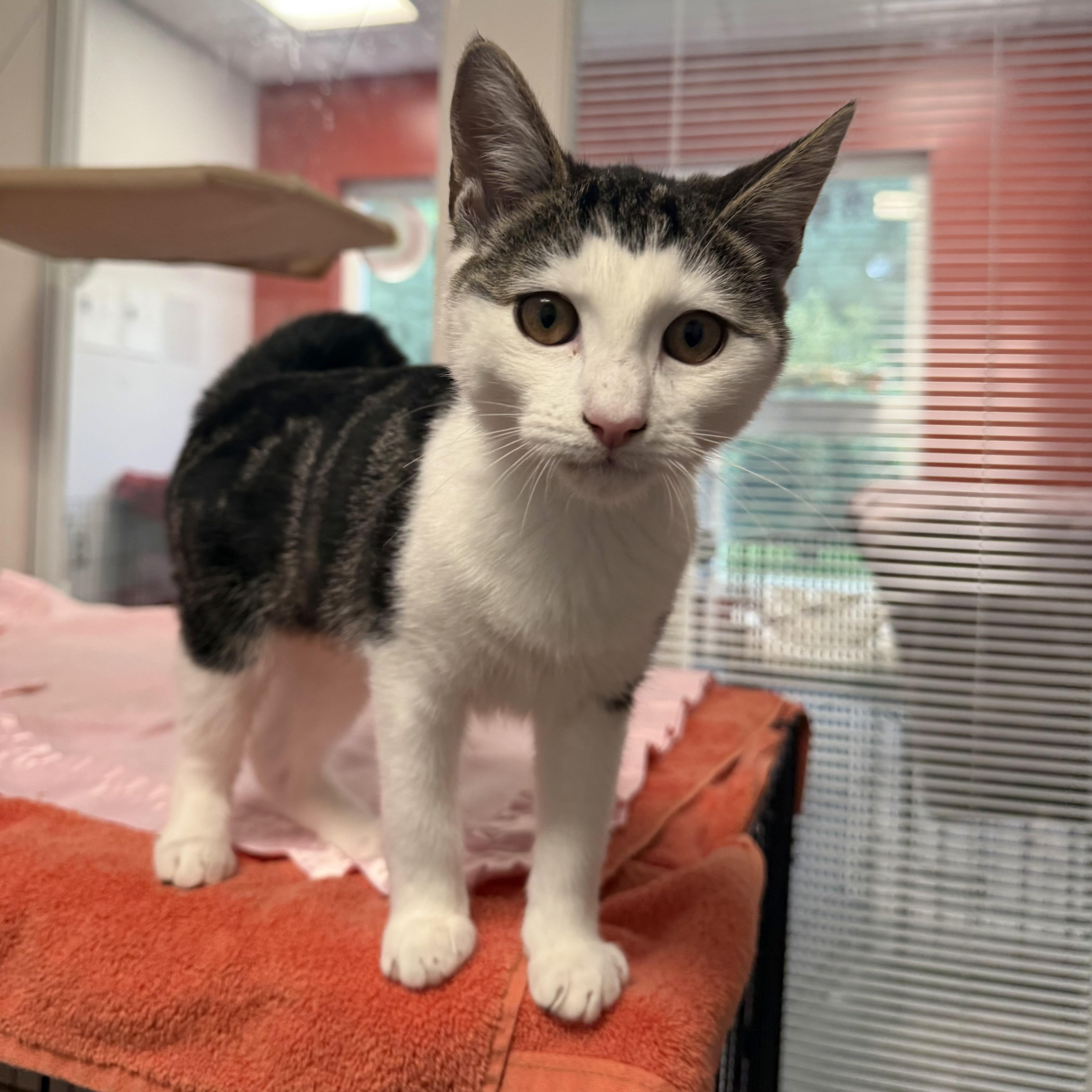 Anne Bronte, an adopted Domestic Short Hair in North Haven, CT image 2/2