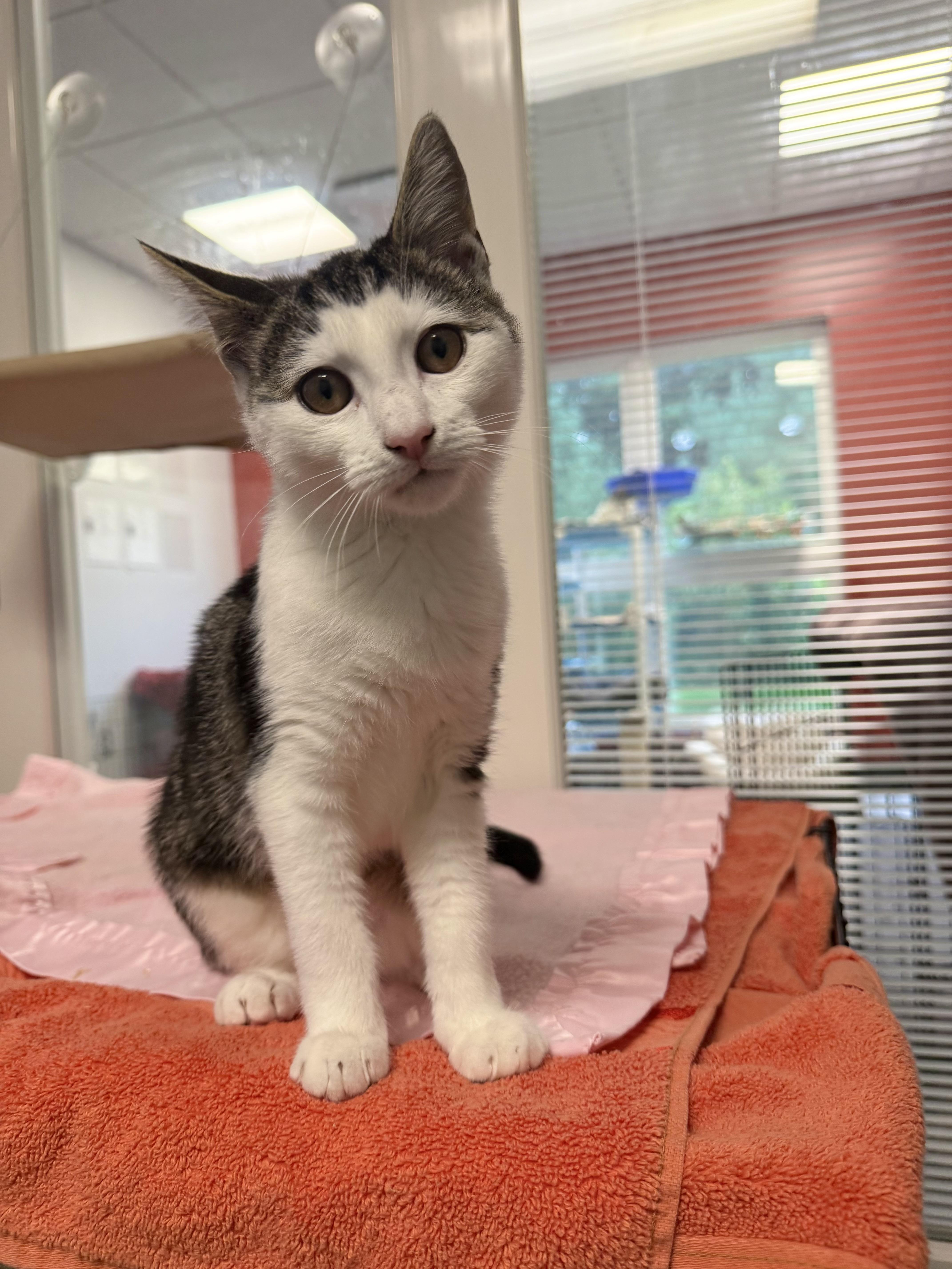 Anne Bronte, an adopted Domestic Short Hair in North Haven, CT image 1/2