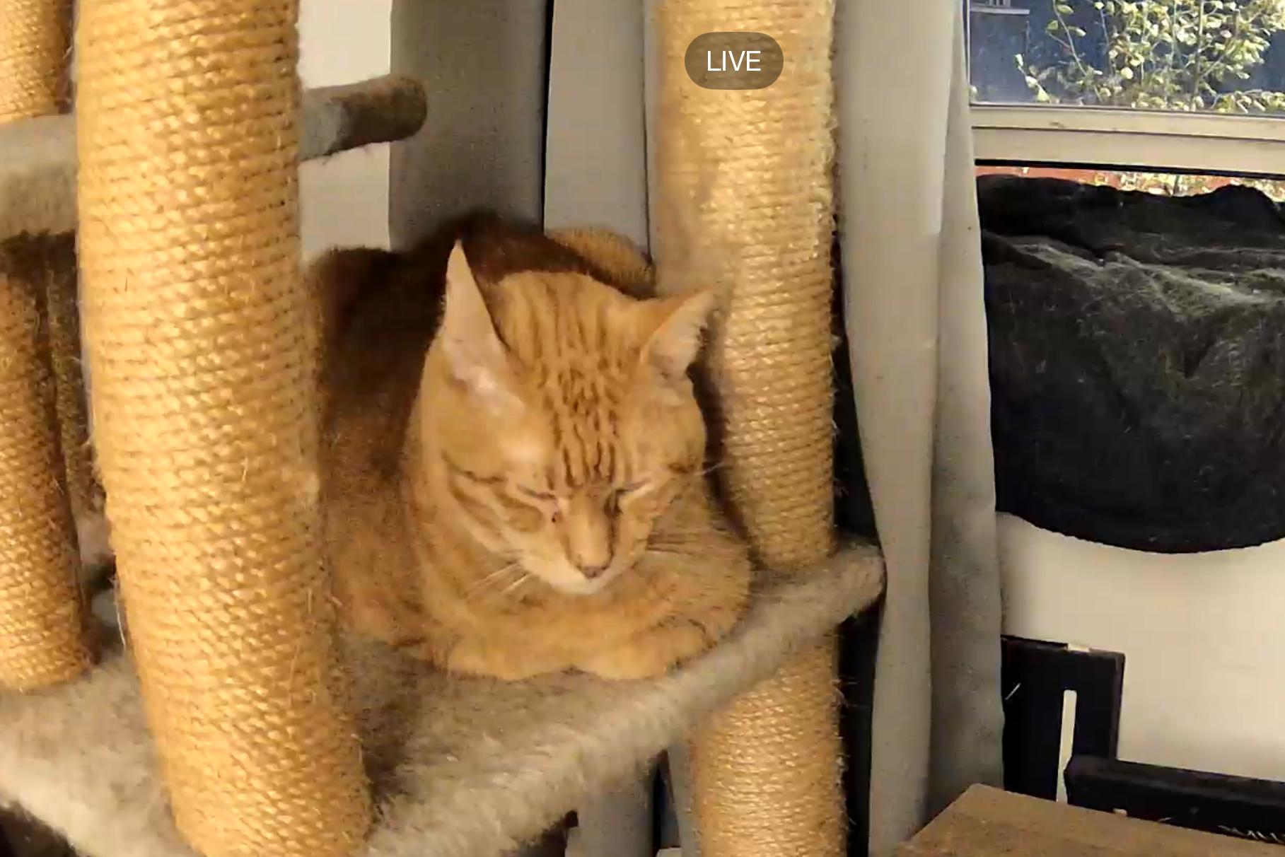 Enlarge Ron & Guillermo, a ADOPTABLE Domestic Short Hair in Jersey City, NJ image 3/6