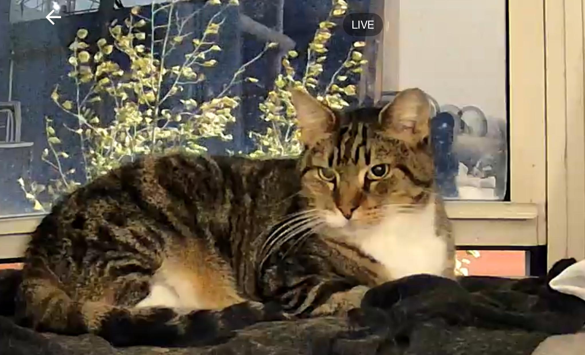 Enlarge Ron & Guillermo, a ADOPTABLE Domestic Short Hair in Jersey City, NJ image 6/6