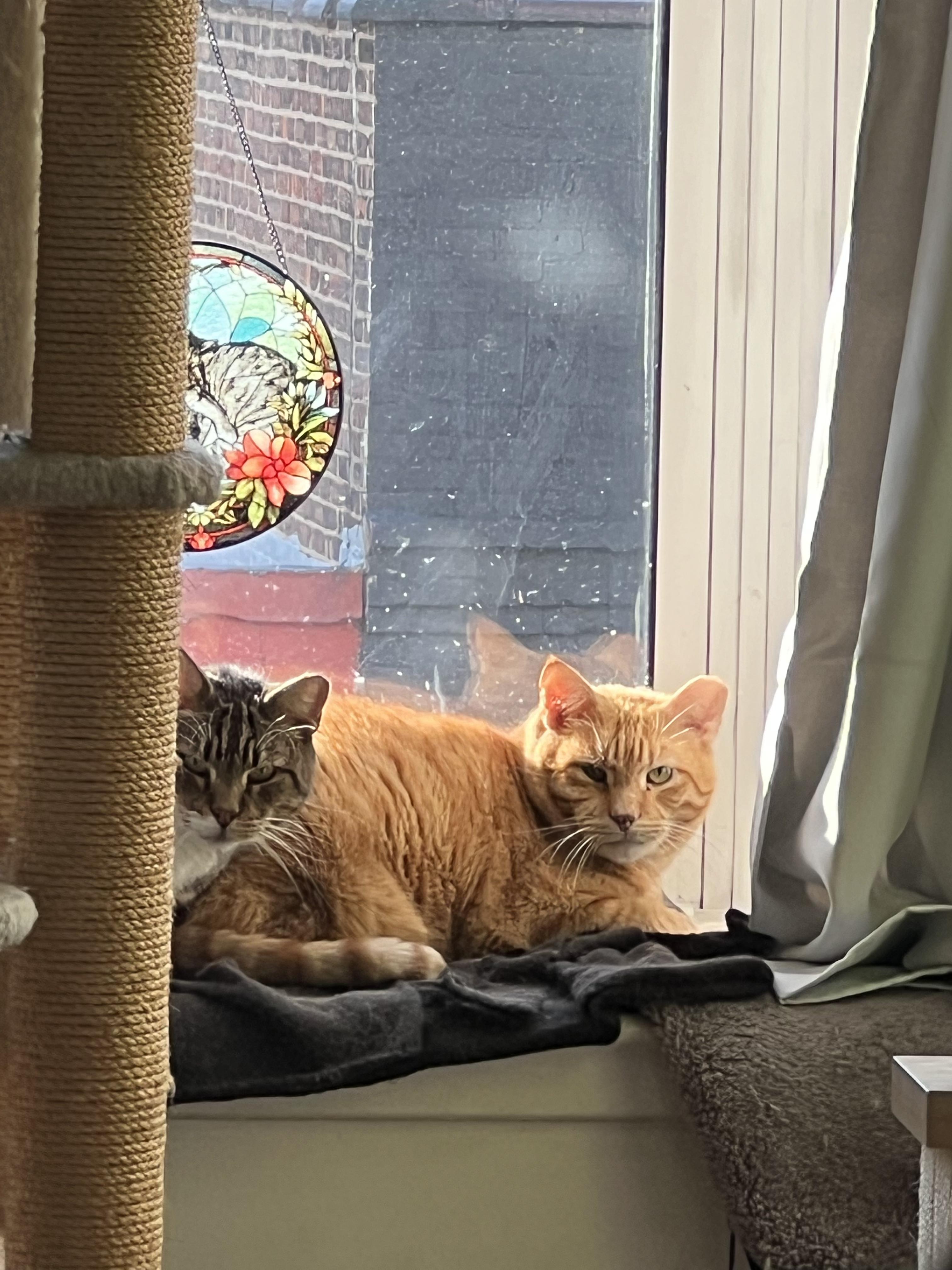 Enlarge Ron & Guillermo, a ADOPTABLE Domestic Short Hair in Jersey City, NJ image 5/6