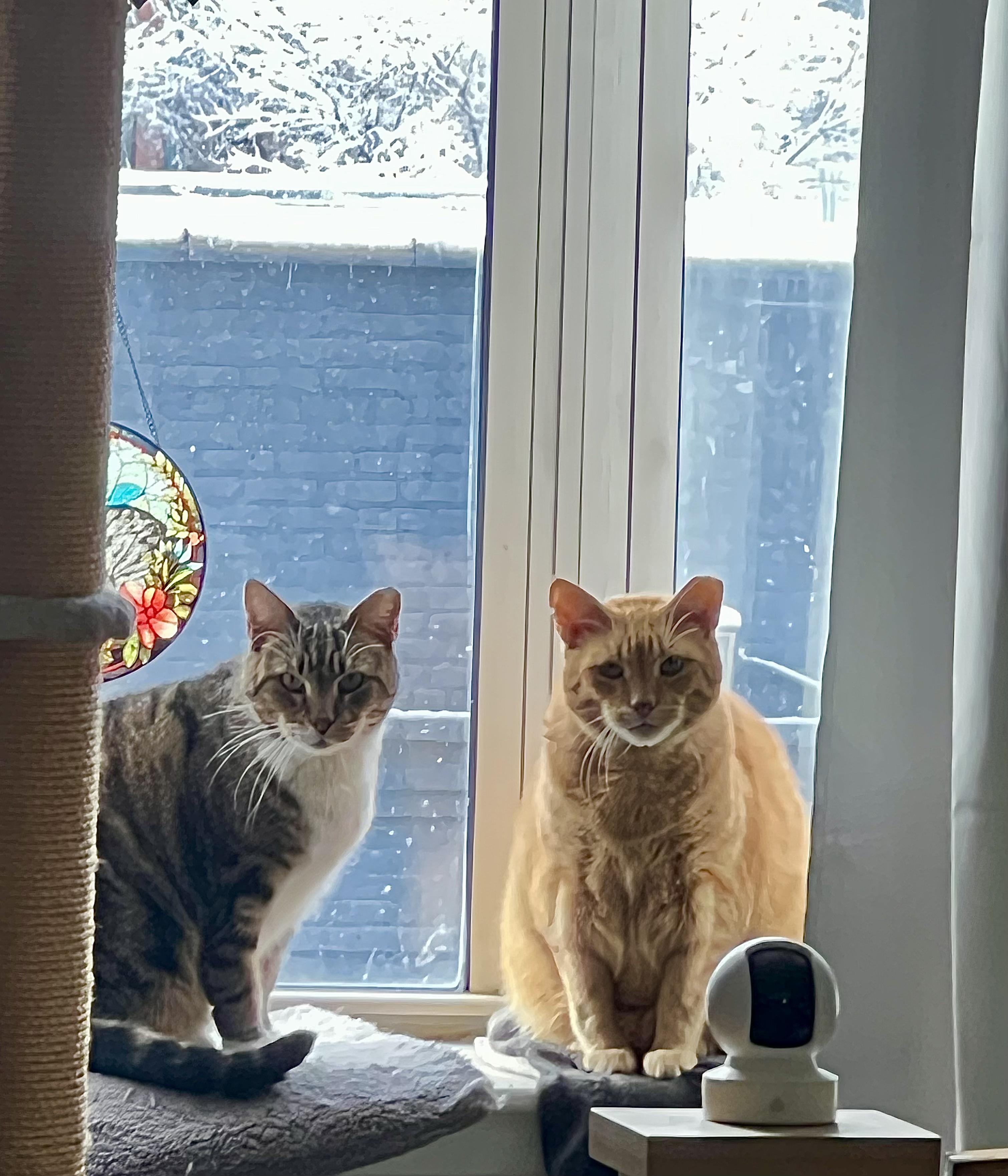 Ron & Guillermo, ADOPTABLE, Senior Male Domestic Short Hair.