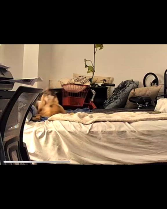 Enlarge Ron & Guillermo, a ADOPTABLE Domestic Short Hair in Jersey City, NJ video 4/6