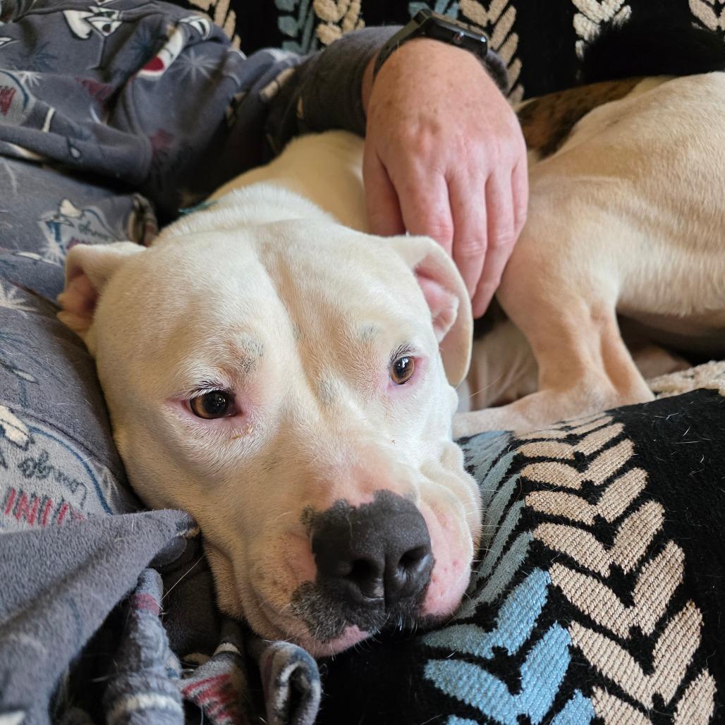 Chloe, Adoptable, Adult Female American Bulldog.