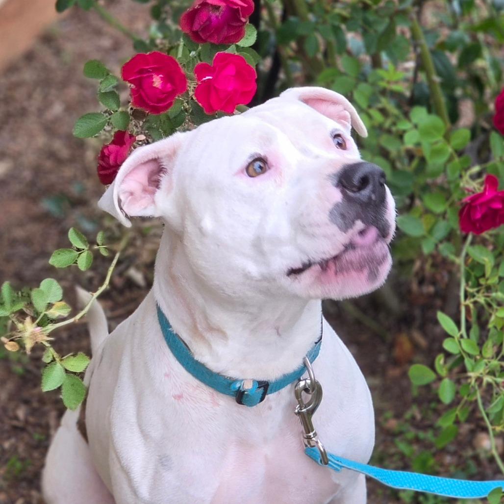 Chloe, a Adoptable American Bulldog in Huntsville, AL image 2/5