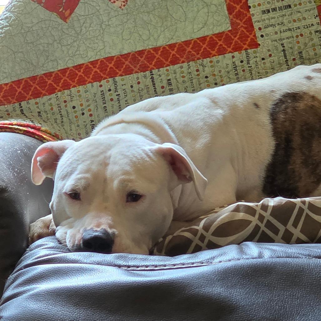 Chloe, a Adoptable American Bulldog in Huntsville, AL image 3/5