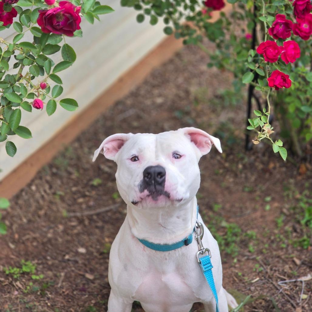 Chloe, a Adoptable American Bulldog in Huntsville, AL image 4/5