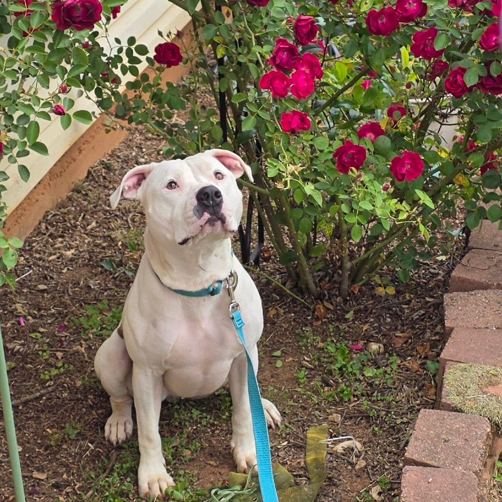 Chloe, a Adoptable American Bulldog in Huntsville, AL image 5/5