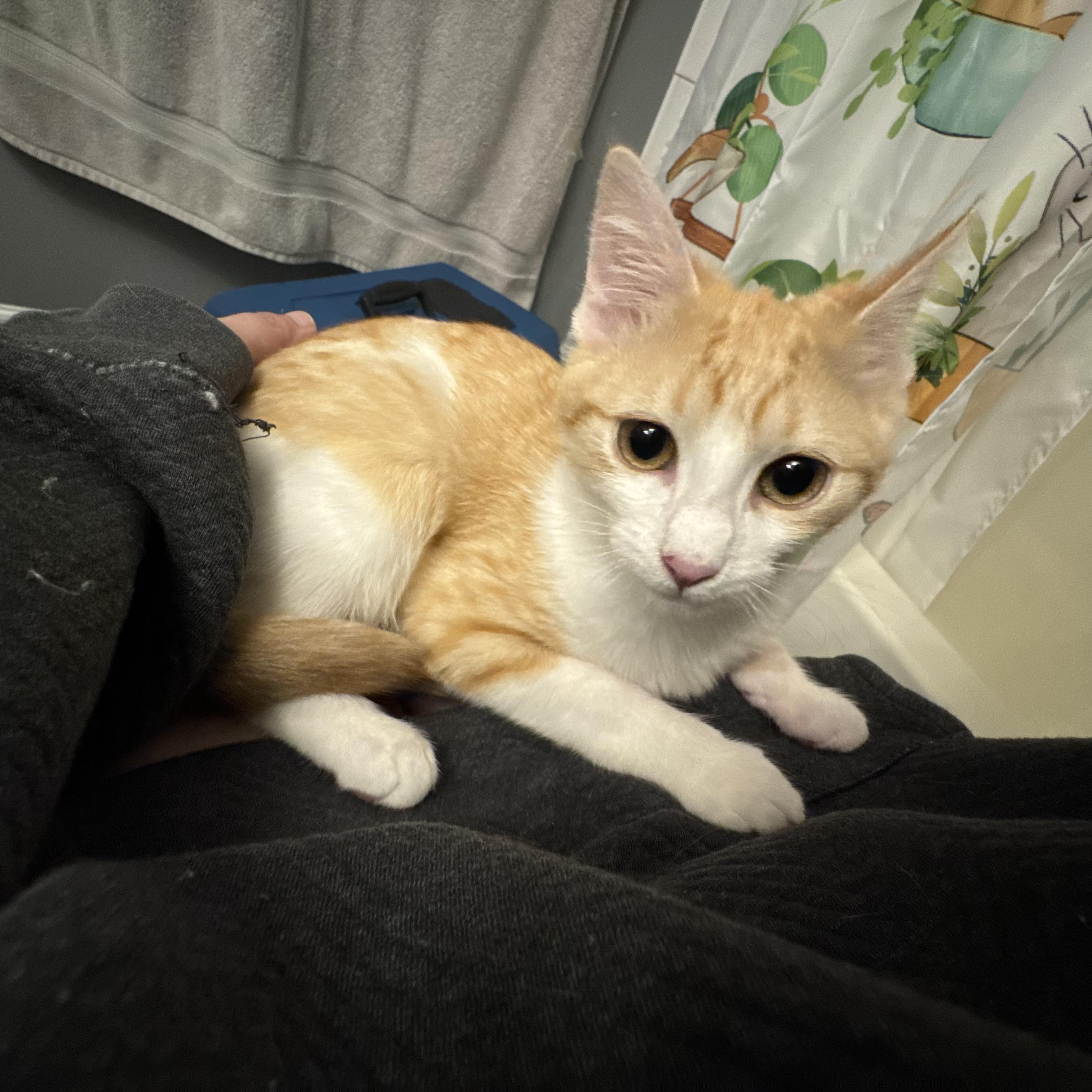 kitty様❾❺ Velma - Adopted | Petfinder