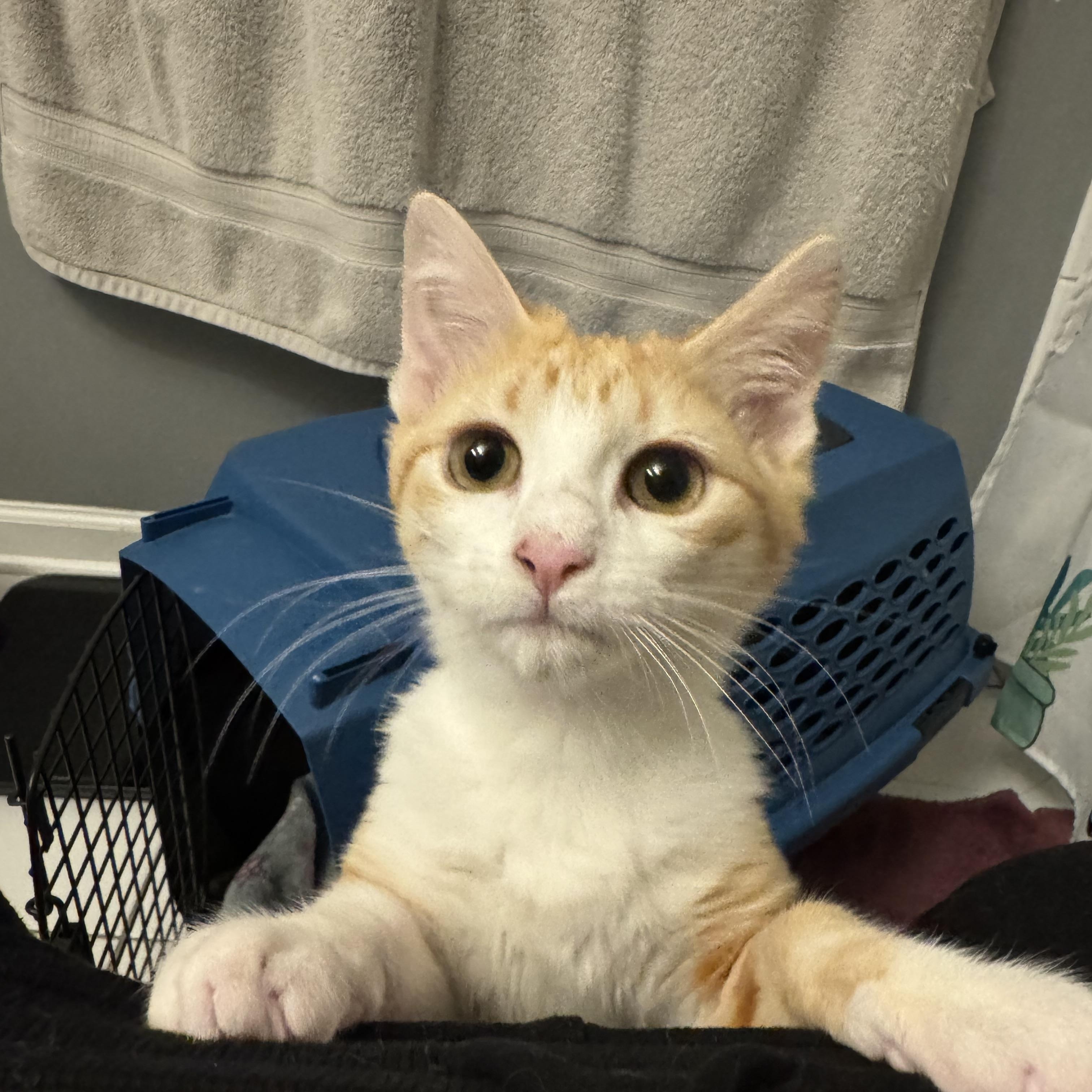 Velma - Adopted | Petfinder