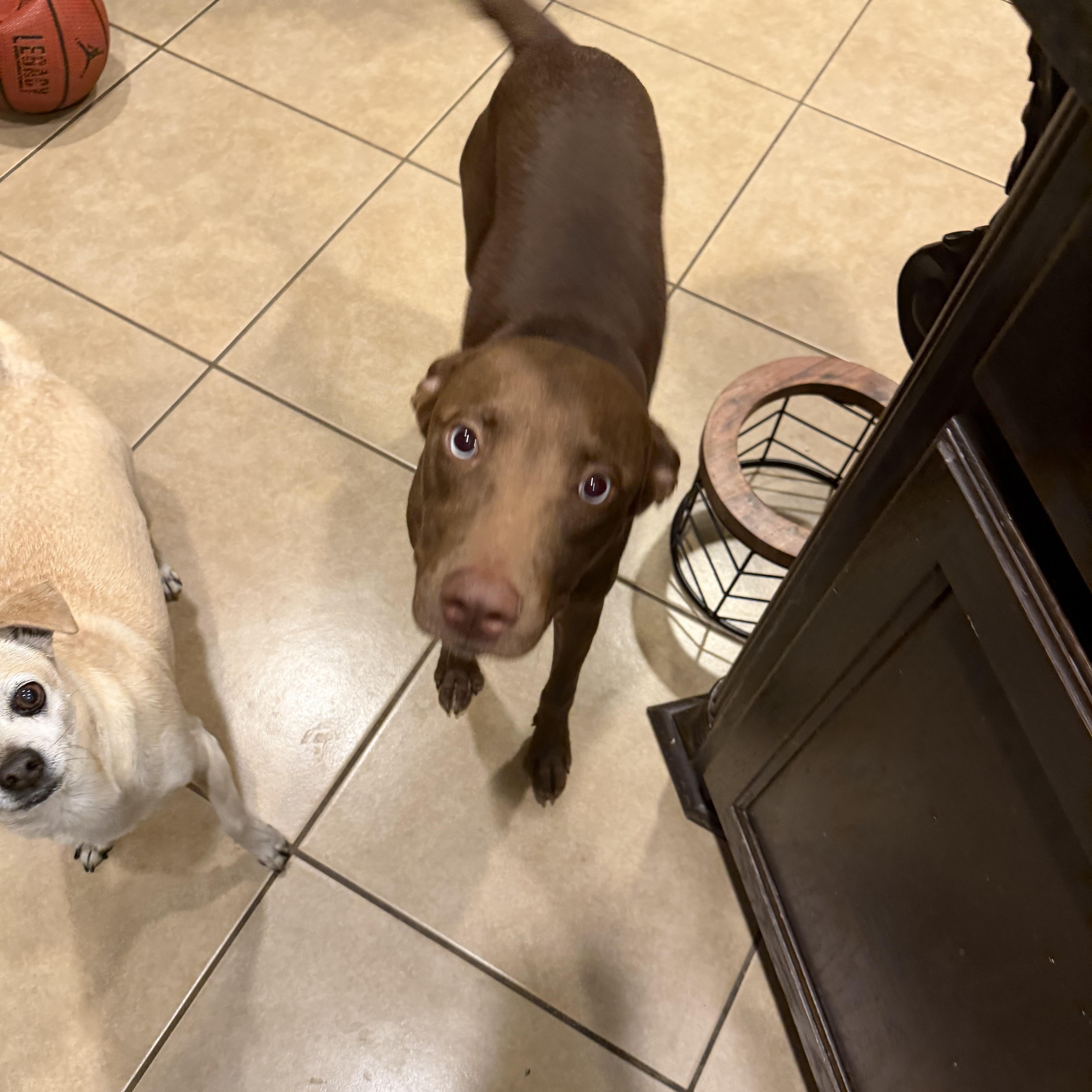 Enlarge Sienna, a Adoptable mixed breed in Minneapolis , MN image 6/6