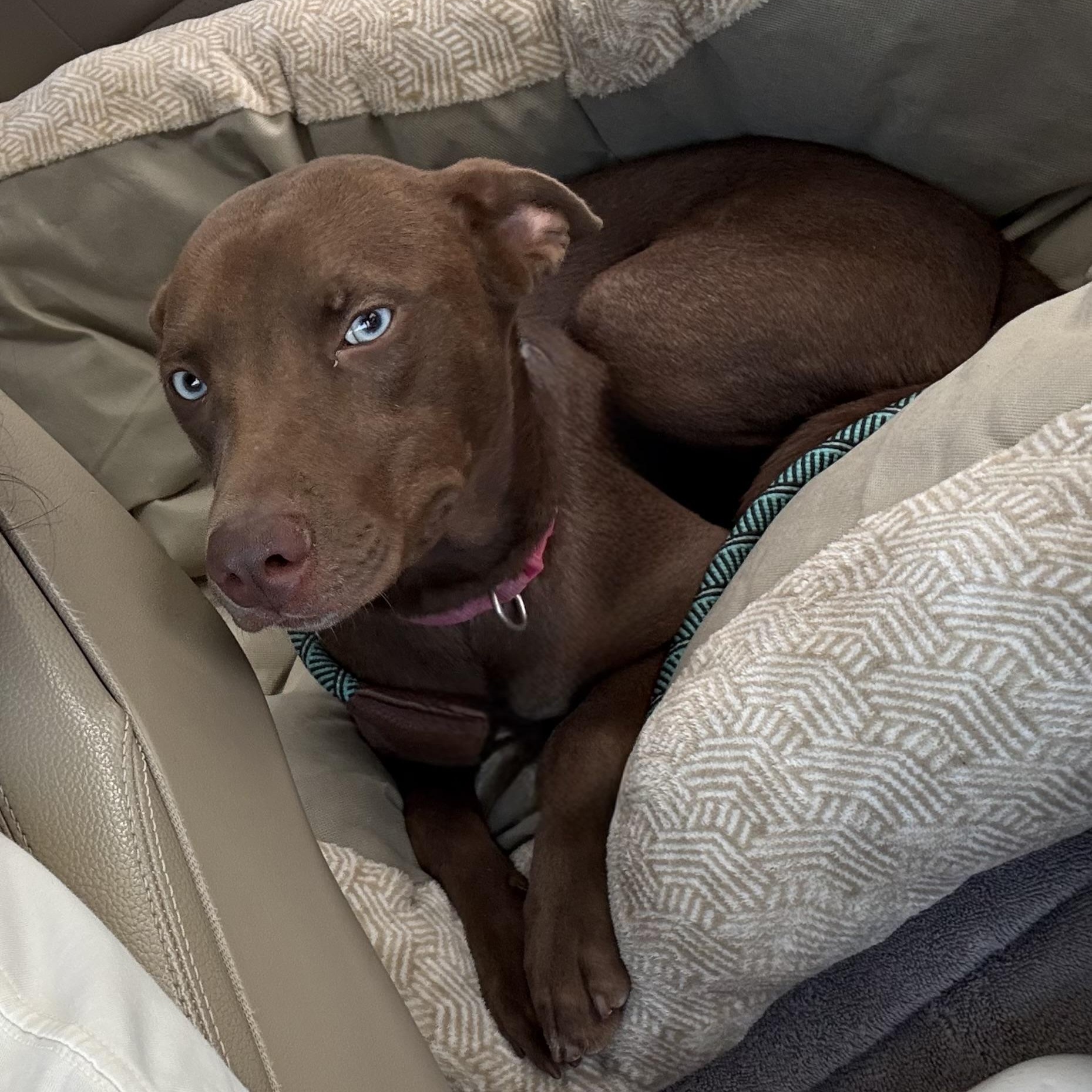 Enlarge Sienna, a Adoptable mixed breed in Minneapolis , MN image 4/6