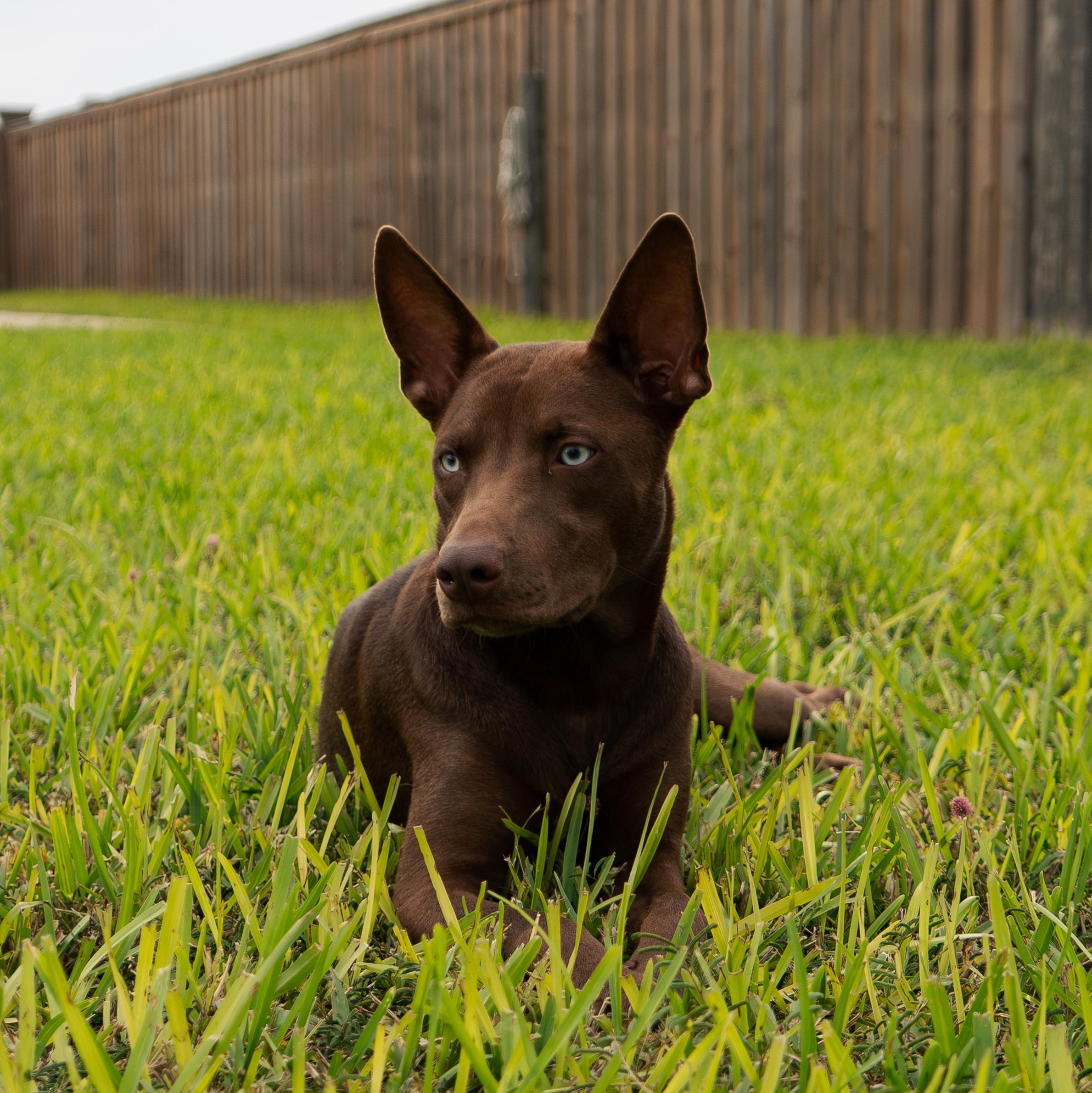 Enlarge Sienna, a Adoptable mixed breed in Minneapolis , MN image 2/6