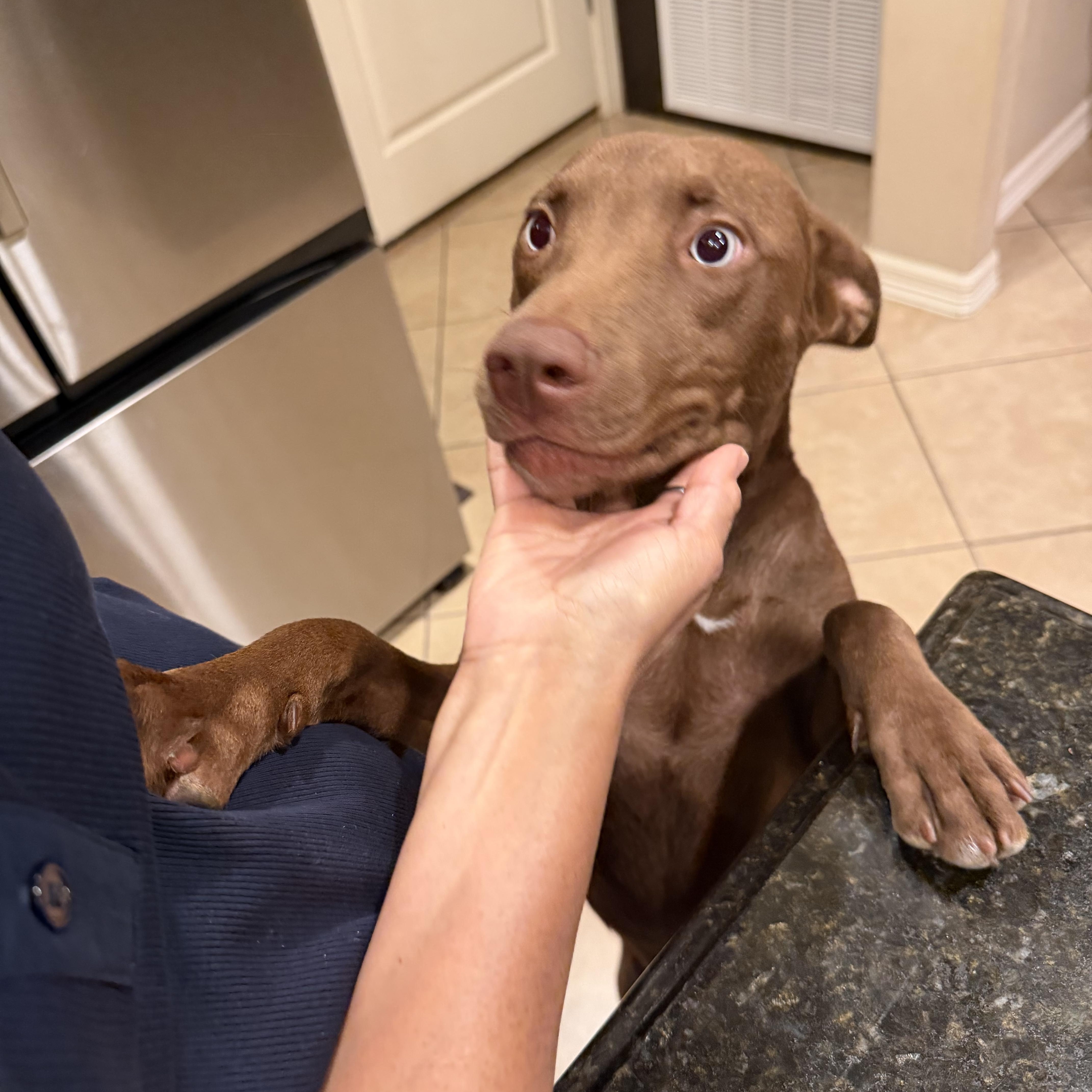 Enlarge Sienna, a Adoptable mixed breed in Minneapolis , MN image 5/6