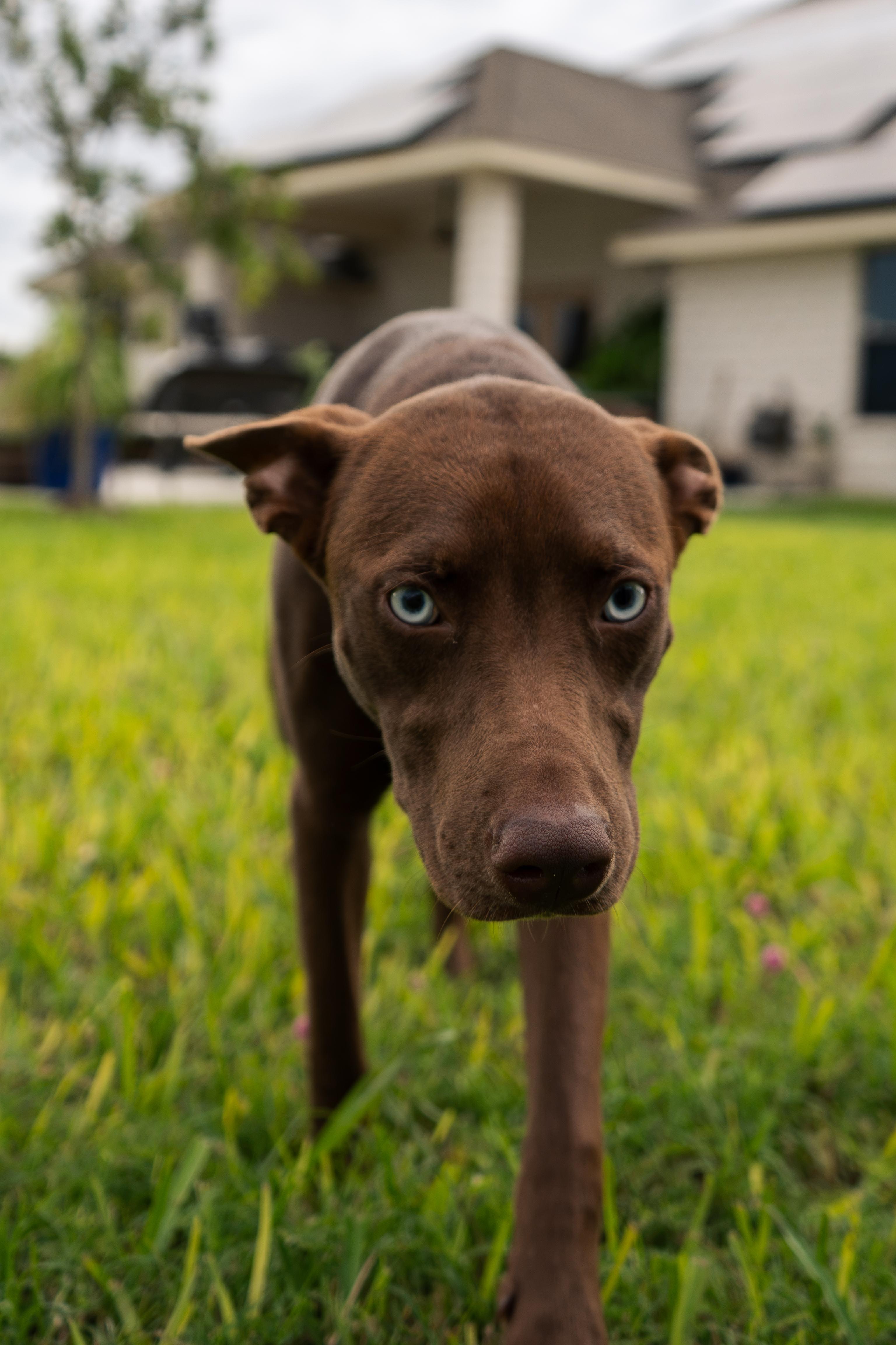 Enlarge Sienna, a Adoptable mixed breed in Minneapolis , MN image 3/6