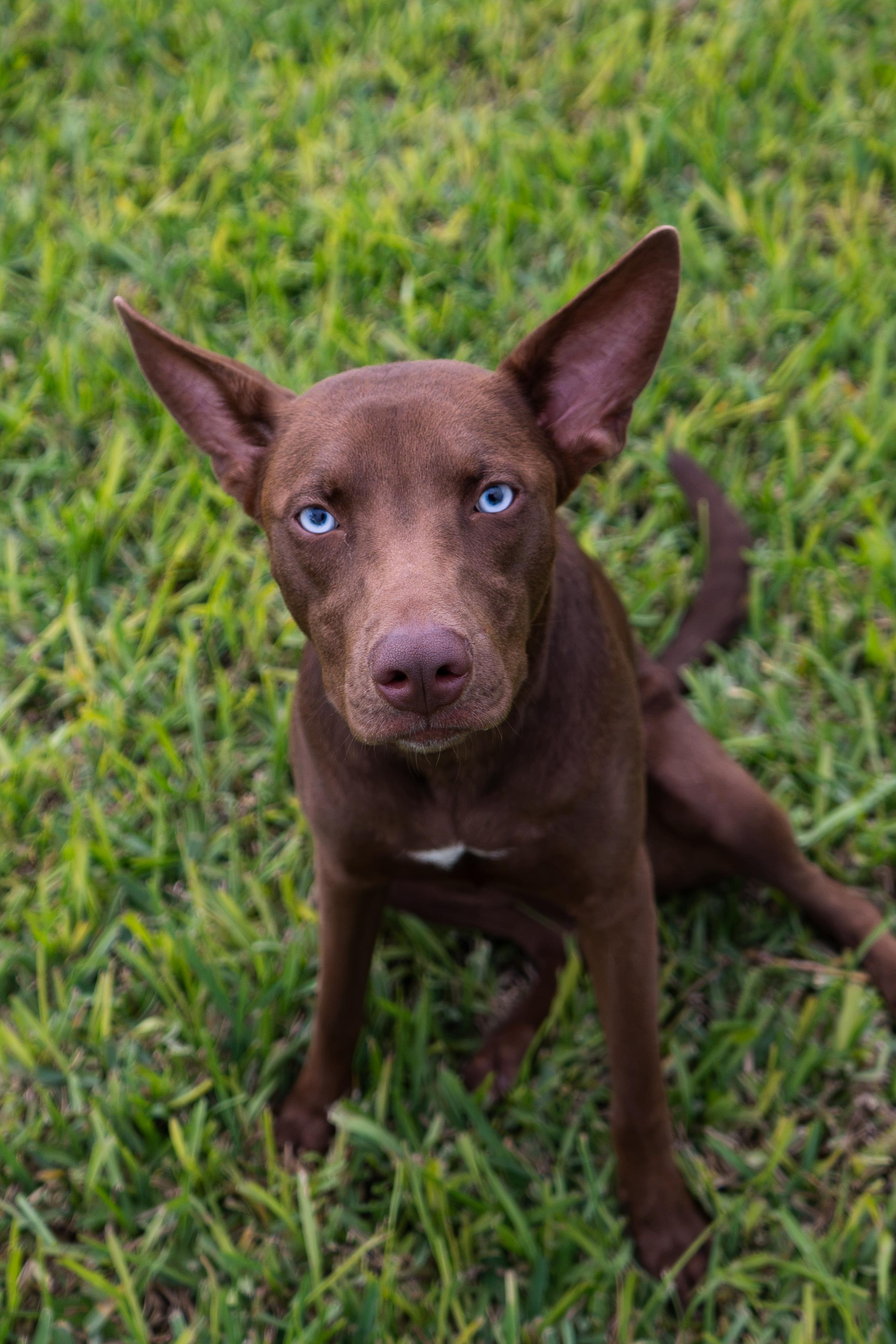 Sienna, Adoptable, Puppy Female Terrier.