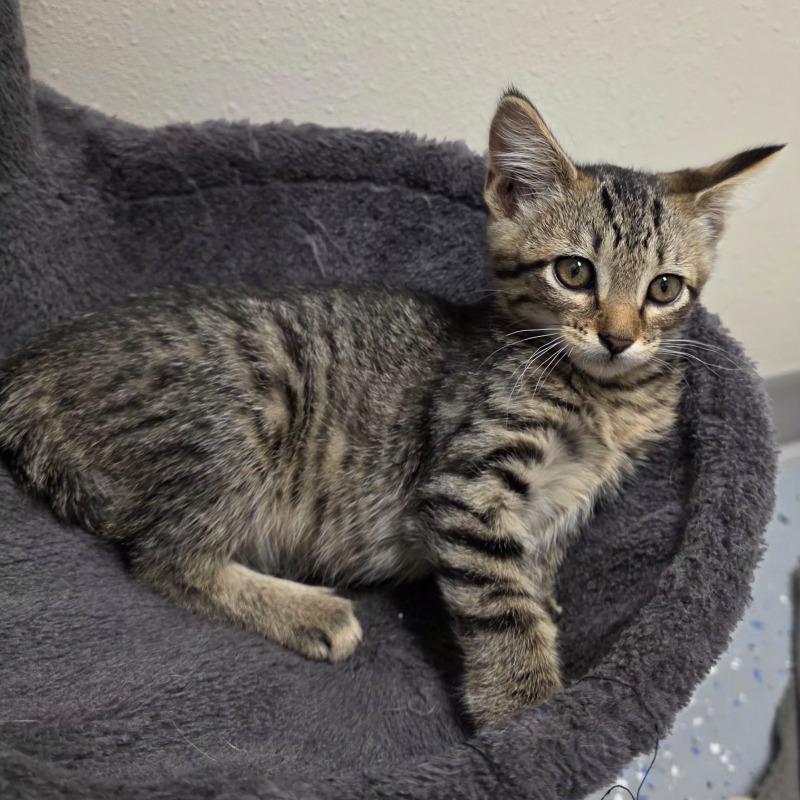 Montana, Adoptable, Young Female Domestic Short Hair.