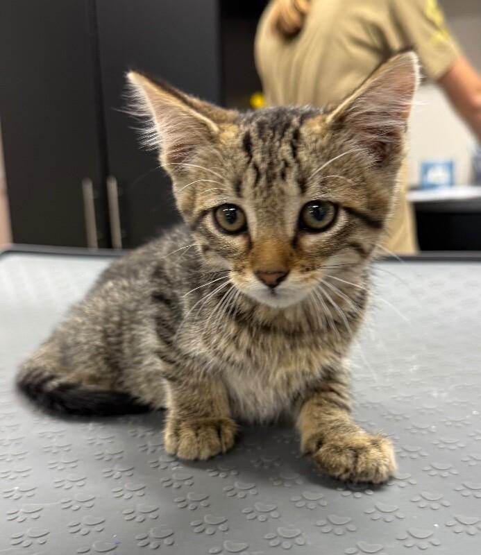 Montana, a Adoptable Domestic Short Hair in Yankton, SD image 2/3