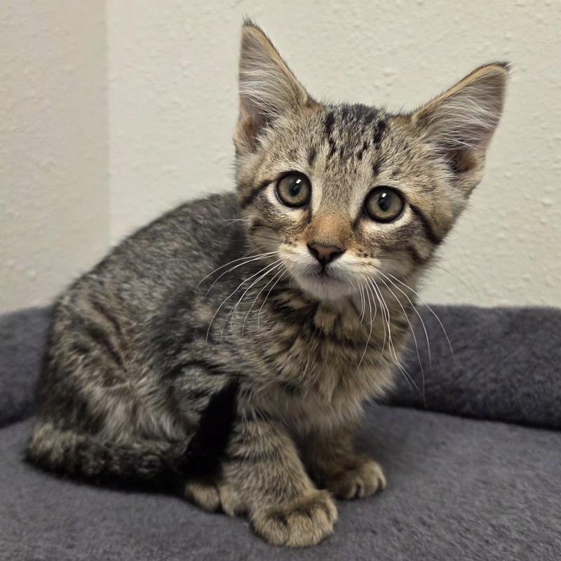 Montana, a Adoptable Domestic Short Hair in Yankton, SD image 3/3