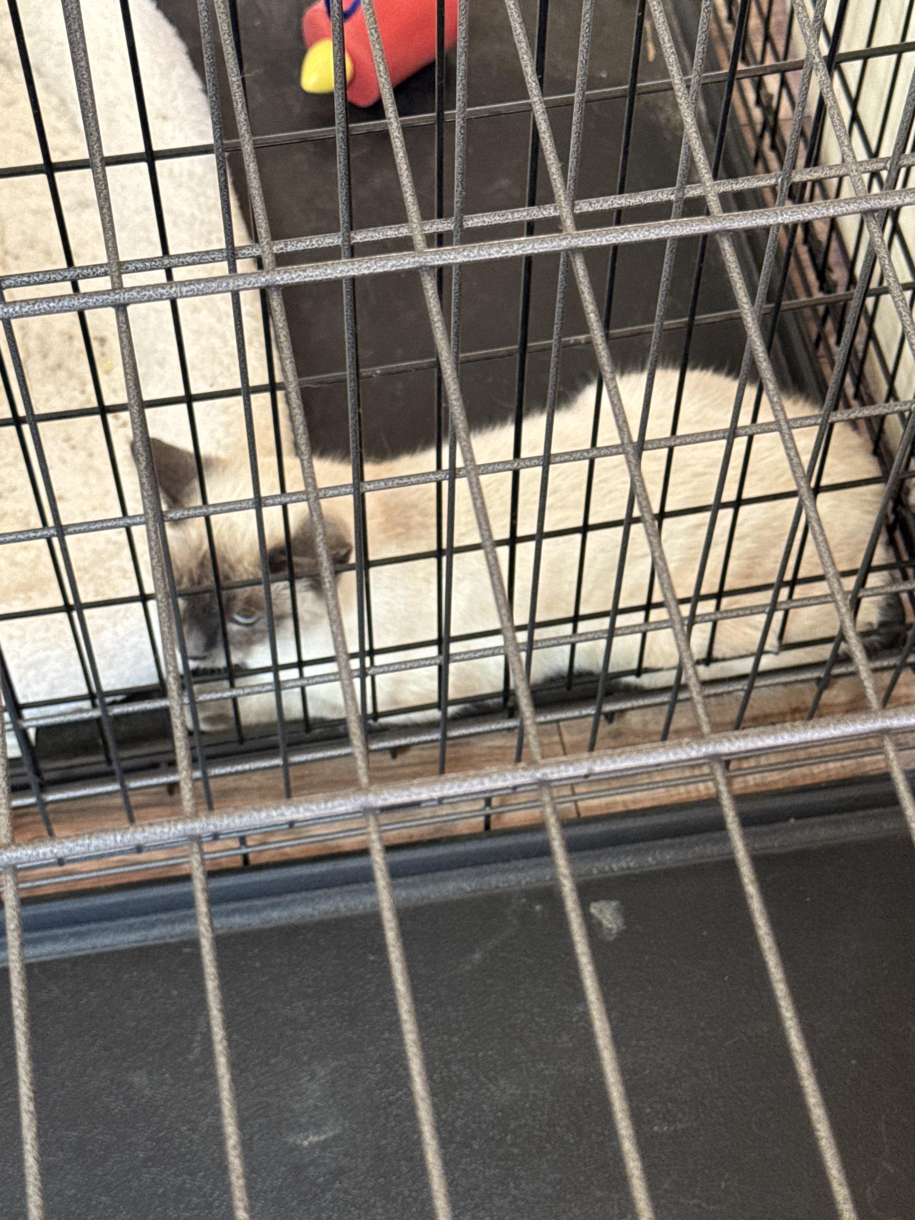 Sissy, adopted, Young Female Siamese.