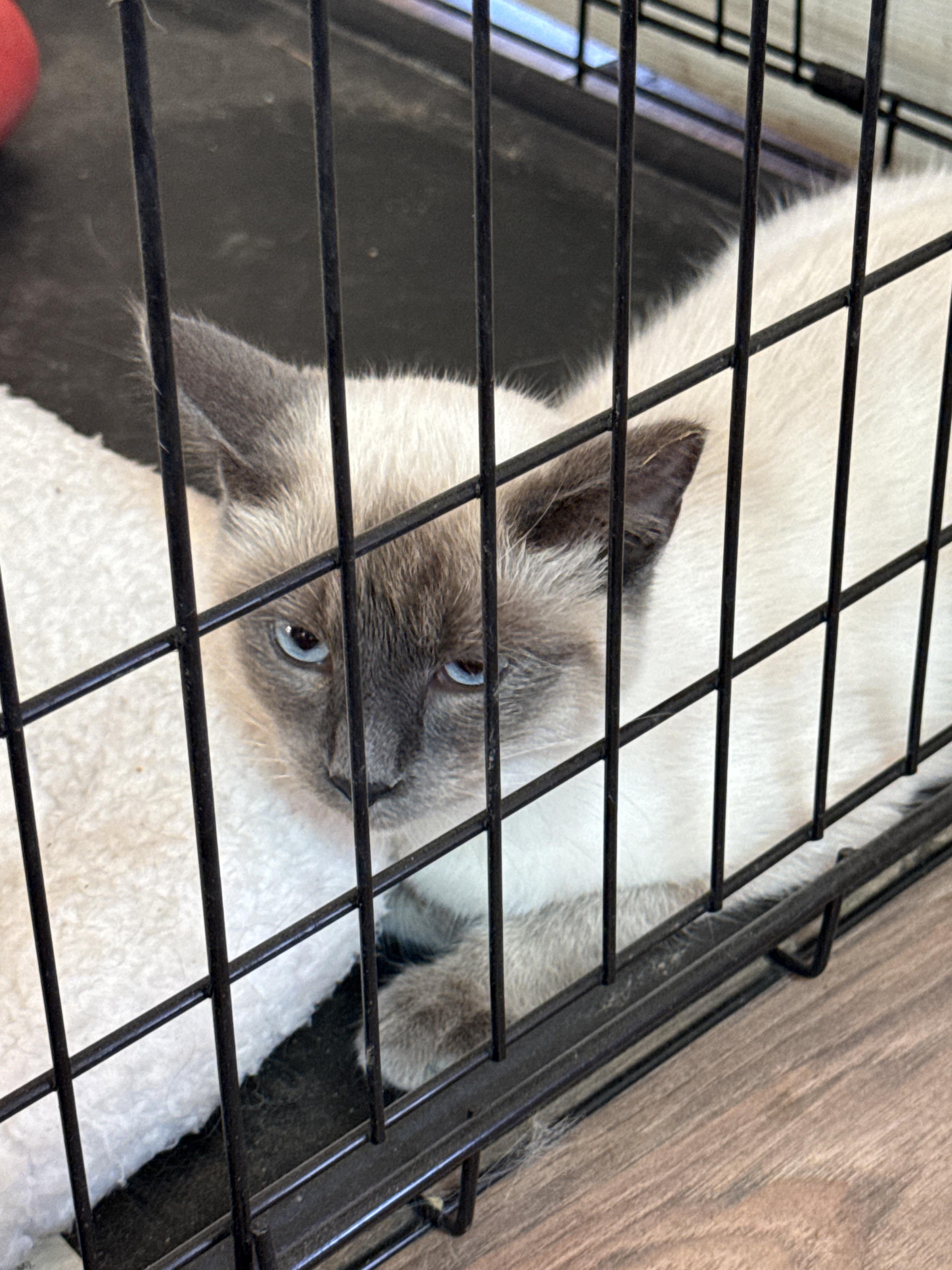 Enlarge Sissy, an adopted Siamese in Haslet, TX image 2/3