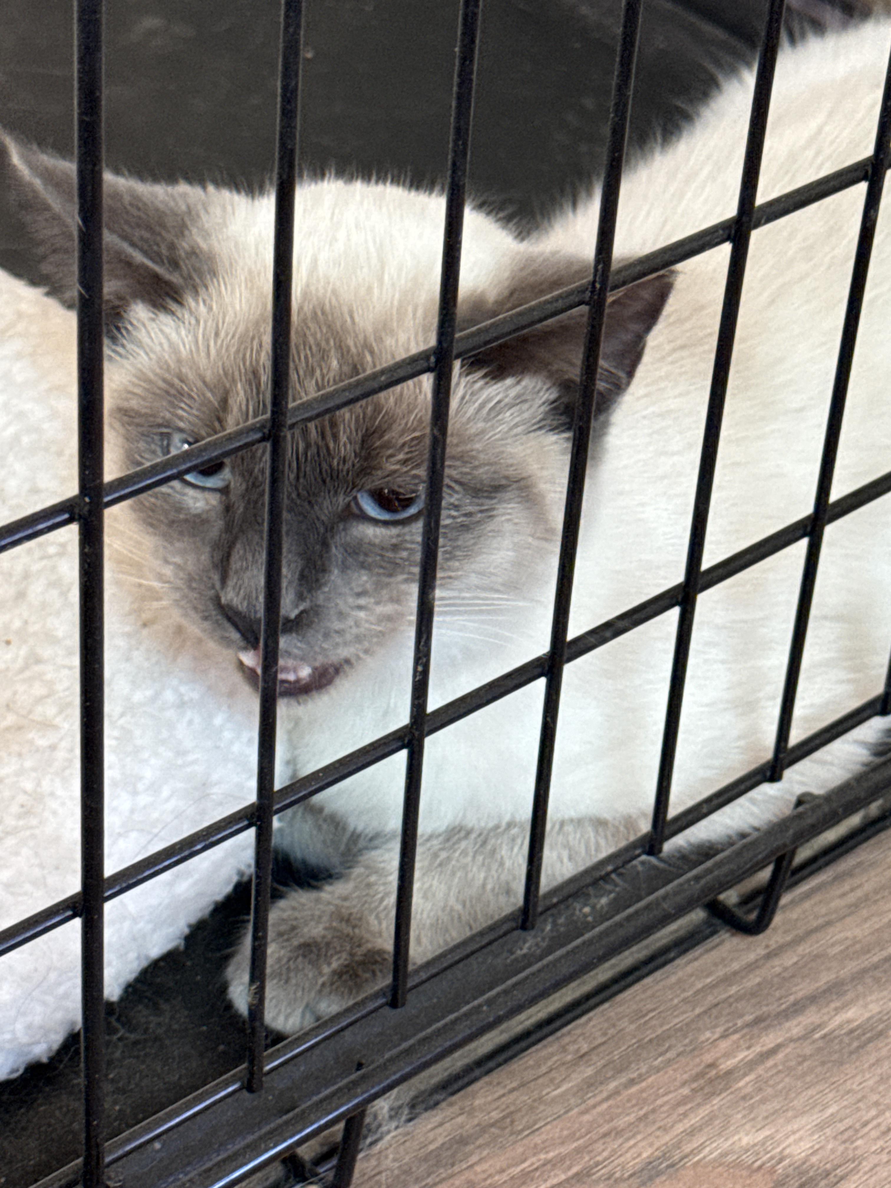 Enlarge Sissy, an adopted Siamese in Haslet, TX image 3/3