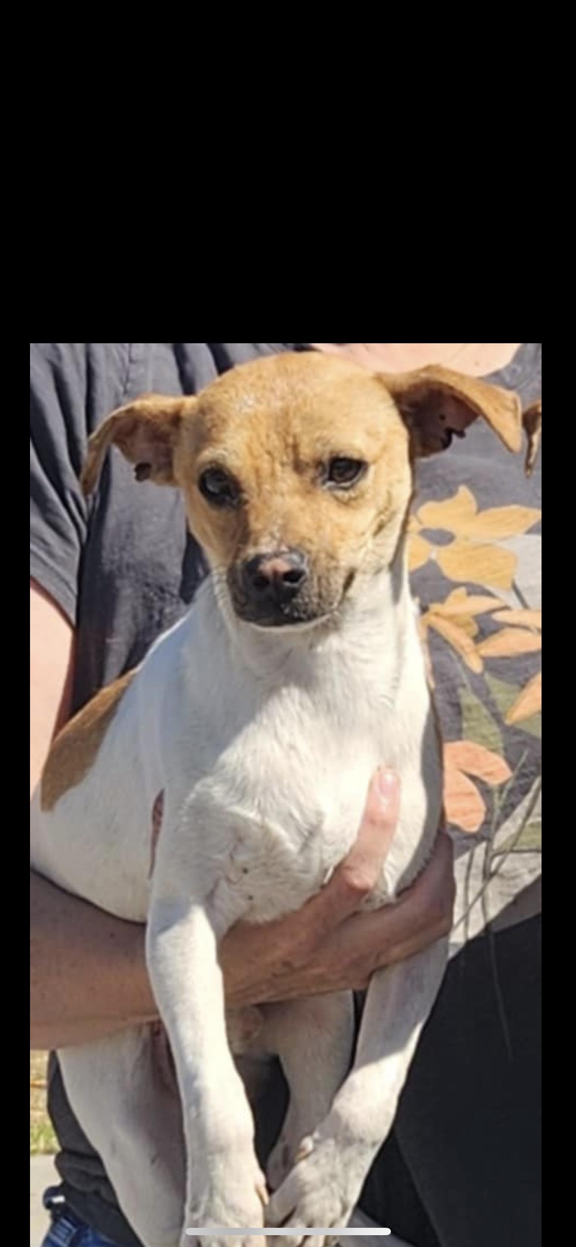 Poncho, Adult Male Jack Russell Terrier