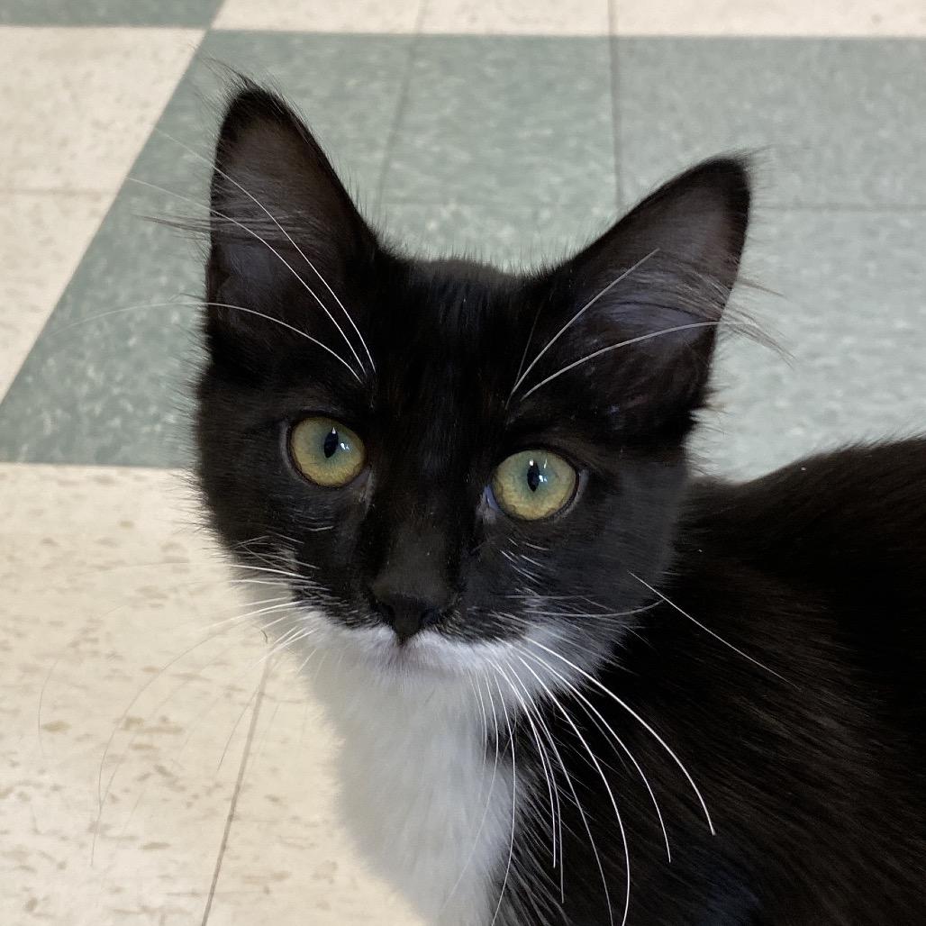 Tiffany, Adoptable, Kitten Female American Shorthair.