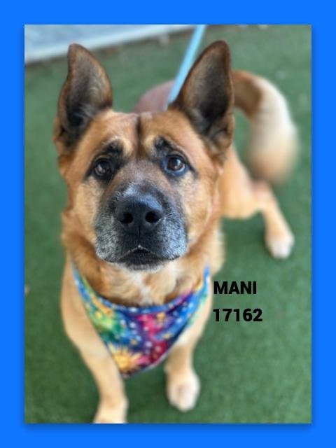 Enlarge MANI, a ADOPTABLE mixed breed in Marietta, GA image 2/6