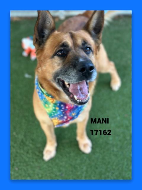 Enlarge MANI, a ADOPTABLE mixed breed in Marietta, GA image 1/6