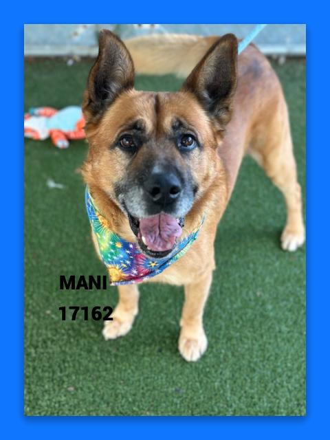 Enlarge MANI, a ADOPTABLE mixed breed in Marietta, GA image 4/6