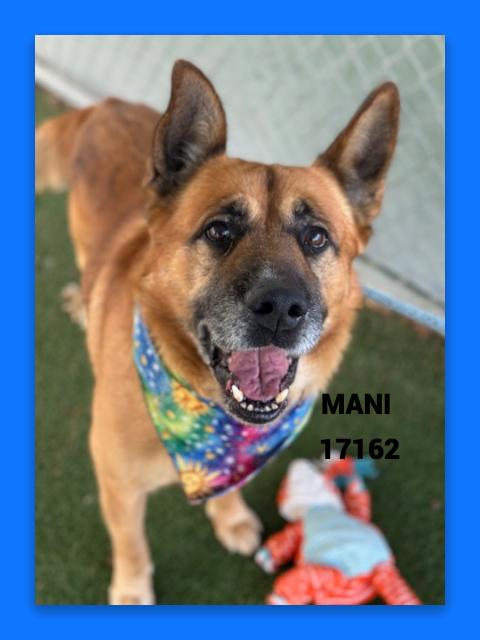 Enlarge MANI, a ADOPTABLE mixed breed in Marietta, GA image 6/6