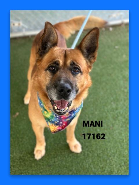 Enlarge MANI, a ADOPTABLE mixed breed in Marietta, GA image 5/6
